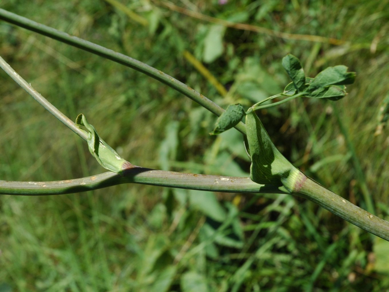 Laserpitium latifolium